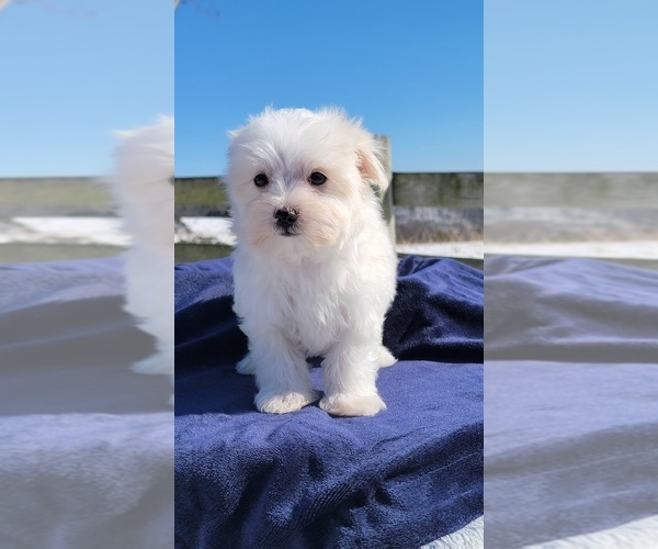 Medium Photo #1 Maltese Puppy For Sale in BRANSON, MO, USA