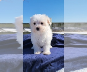 Maltese Puppy for sale in BRANSON, MO, USA