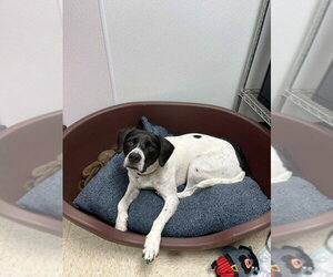 Addie - Female Pointer-Unknown Mix Dog for Adoption - Photo #5