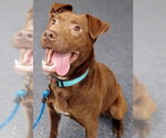 Small Labrador Retriever Mix