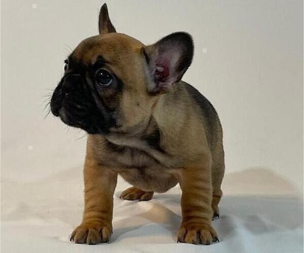 Medium Photo #4 French Bulldog Puppy For Sale in SUISUN CITY, CA, USA