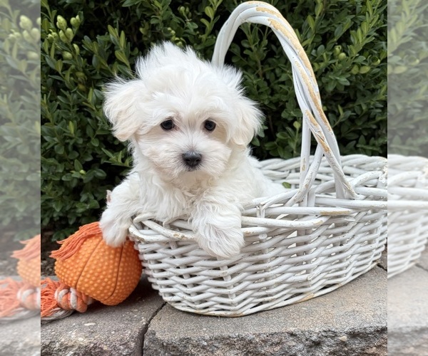 Medium Photo #4 Maltese Puppy For Sale in MIDDLEBURY, IN, USA