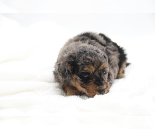 Medium Photo #21 Cockapoo Puppy For Sale in RIPLEY, TN, USA