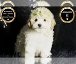 Small #6 Maltipoo (Miniature)