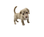 Small Photo #18 Dachshund Puppy For Sale in BALLWIN, MO, USA