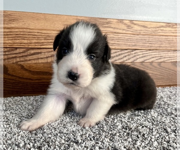 Medium Photo #5 Australian Shepherd Puppy For Sale in LODA, IL, USA