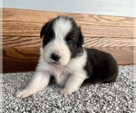 Small #4 Australian Shepherd