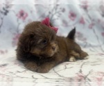 Small #6 ShihPoo