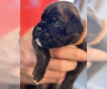 Small #1 Boxer