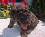 Small #12 Poodle (Toy)