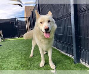 Alaskan Malamute Dogs for adoption in Orange, CA, USA
