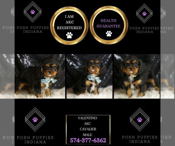 Medium Photo #2 Cavalier King Charles Spaniel Puppy For Sale in WARSAW, IN, USA