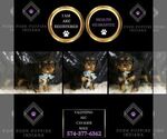 Small #1 Cavalier King Charles Spaniel