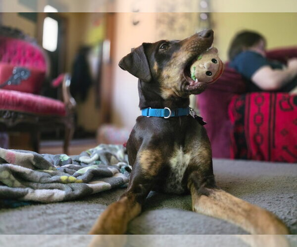 Medium Photo #4 Doberman Pinscher-Unknown Mix Puppy For Sale in Minneaoplis, MN, USA