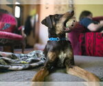 Small #3 Doberman Pinscher Mix