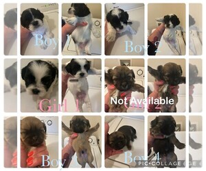 Shorkie Tzu Puppy for sale in INDIANAPOLIS, IN, USA