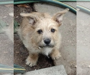 Cairn Terrier Dogs for adoption in FRESNO, CA, USA