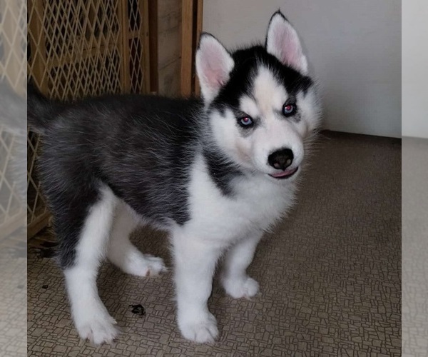 Medium Photo #1 Siberian Husky Puppy For Sale in KENNEWICK, WA, USA