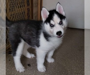 Siberian Husky Puppy for sale in KENNEWICK, WA, USA