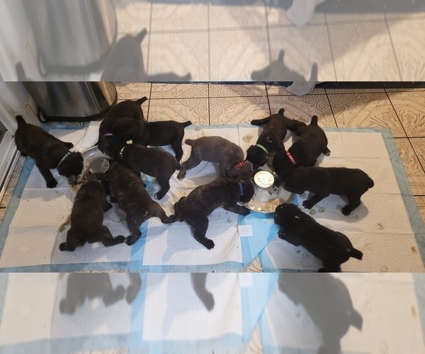 Medium Photo #18 Cane Corso Puppy For Sale in MODESTO, CA, USA