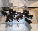 Small Photo #18 Cane Corso Puppy For Sale in MODESTO, CA, USA