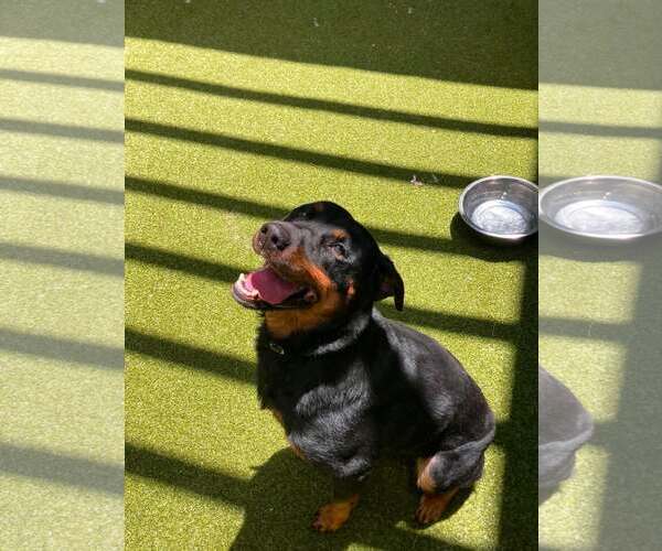Medium Photo #3 Rottweiler Puppy For Sale in Hillsboro, NH, USA