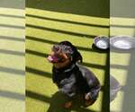 Small #2 Rottweiler
