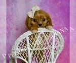 Small #6 Cavalier King Charles Spaniel