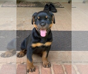 Rottweiler Puppy for sale in WINNSBORO, SC, USA