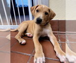Small Labrador Retriever Mix