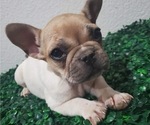 Small Photo #4 French Bulldog Puppy For Sale in NORTH LAS VEGAS, NV, USA