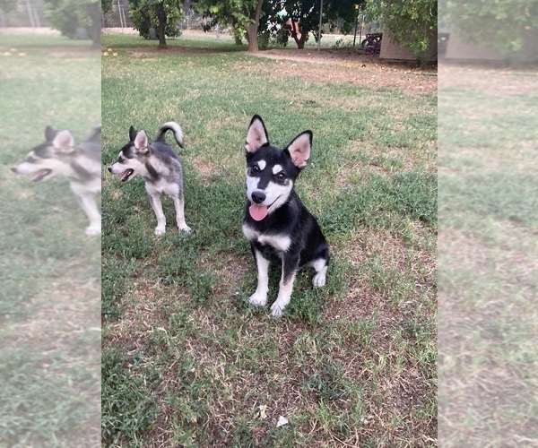 Medium Photo #8 Alaskan Klee Kai Puppy For Sale in GLENDALE, AZ, USA