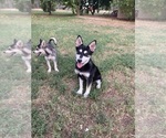 Small #7 Alaskan Klee Kai