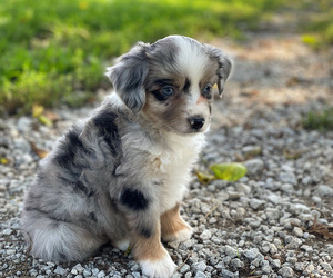 Miniature Australian Shepherd Puppy for Sale in PERU, Nebraska USA