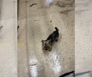Morkie Puppy for sale in WHITE OAK, GA, USA
