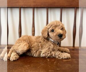 Miniature Labradoodle Puppy for Sale in COATESVILLE, Pennsylvania USA