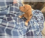 Small #2 Dachshund