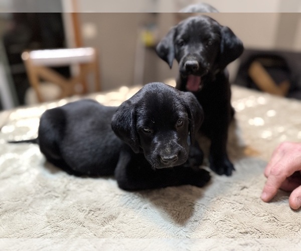 Medium Photo #9 Labrador Retriever Puppy For Sale in BEECHER CITY, IL, USA