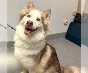 WILEY - Male Siberian Husky-Unknown Mix Dog for Adoption - Photo #2