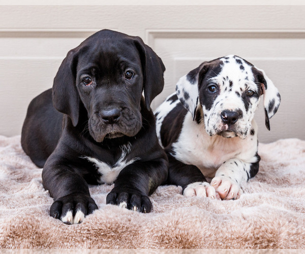 Medium Photo #1 Great Dane Puppy For Sale in WAKARUSA, IN, USA