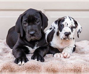Great Dane Puppy for sale in WAKARUSA, IN, USA