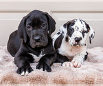 Small Great Dane