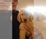 Small Photo #1 Golden Retriever Puppy For Sale in SPENCER, TN, USA