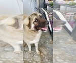 Small Photo #8 Anatolian Shepherd-Great Pyrenees Mix Puppy For Sale in AGOURA HILLS, CA, USA