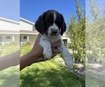 Puppy Penny English Springer Spaniel