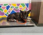 Small German Shepherd Dog