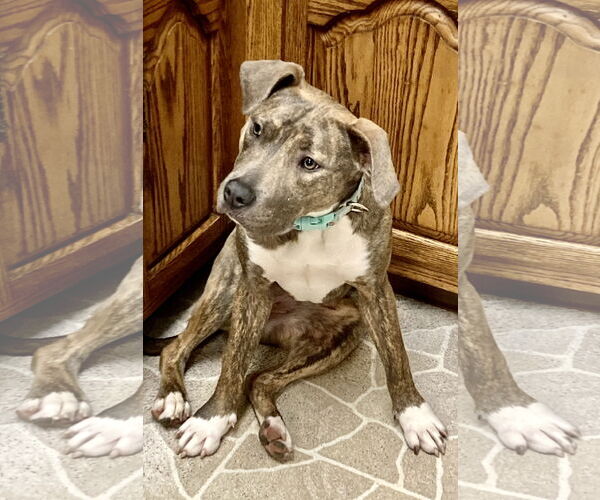 Medium Photo #3 American Pit Bull Terrier-American Staffordshire Terrier Mix Puppy For Sale in Staten Island, NY, USA