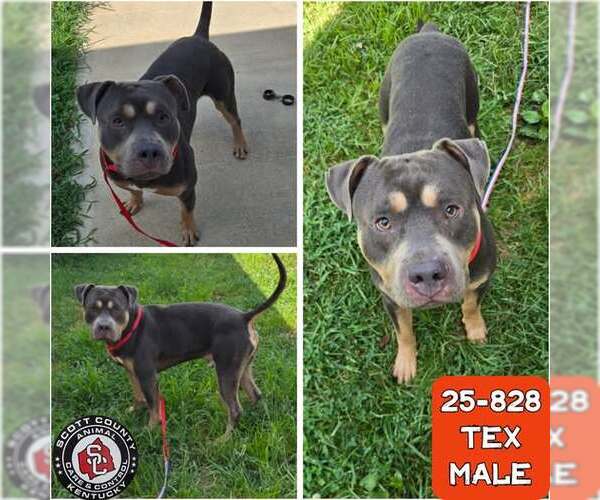 Medium Photo #1 American Pit Bull Terrier-Unknown Mix Puppy For Sale in Georgetown, KY, USA