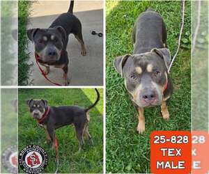 American Pit Bull Terrier-Unknown Mix Dogs for adoption in Georgetown, KY, USA
