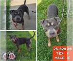 Small American Pit Bull Terrier Mix